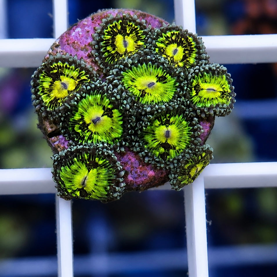 Grimm Reaper Zoas