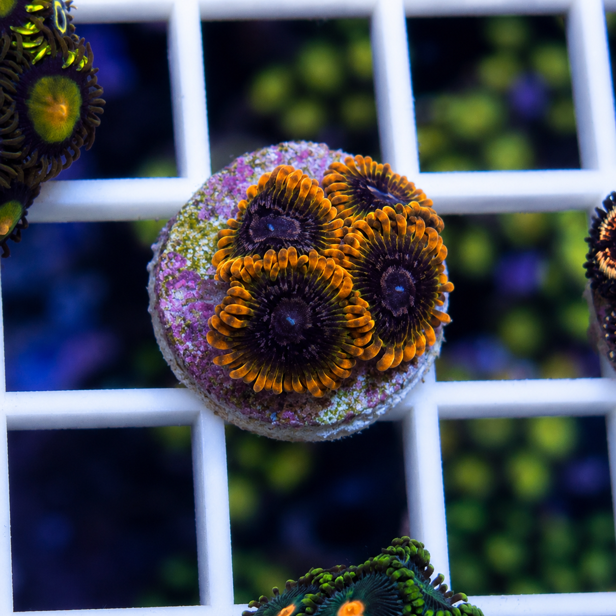 Acid Reflux Zoas
