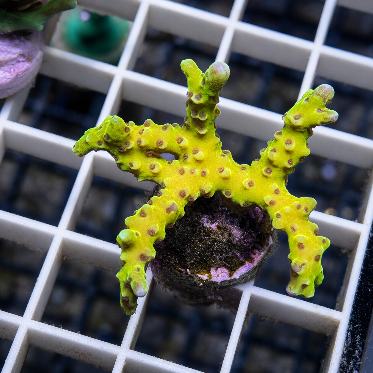 RR Golden Rod Acropora