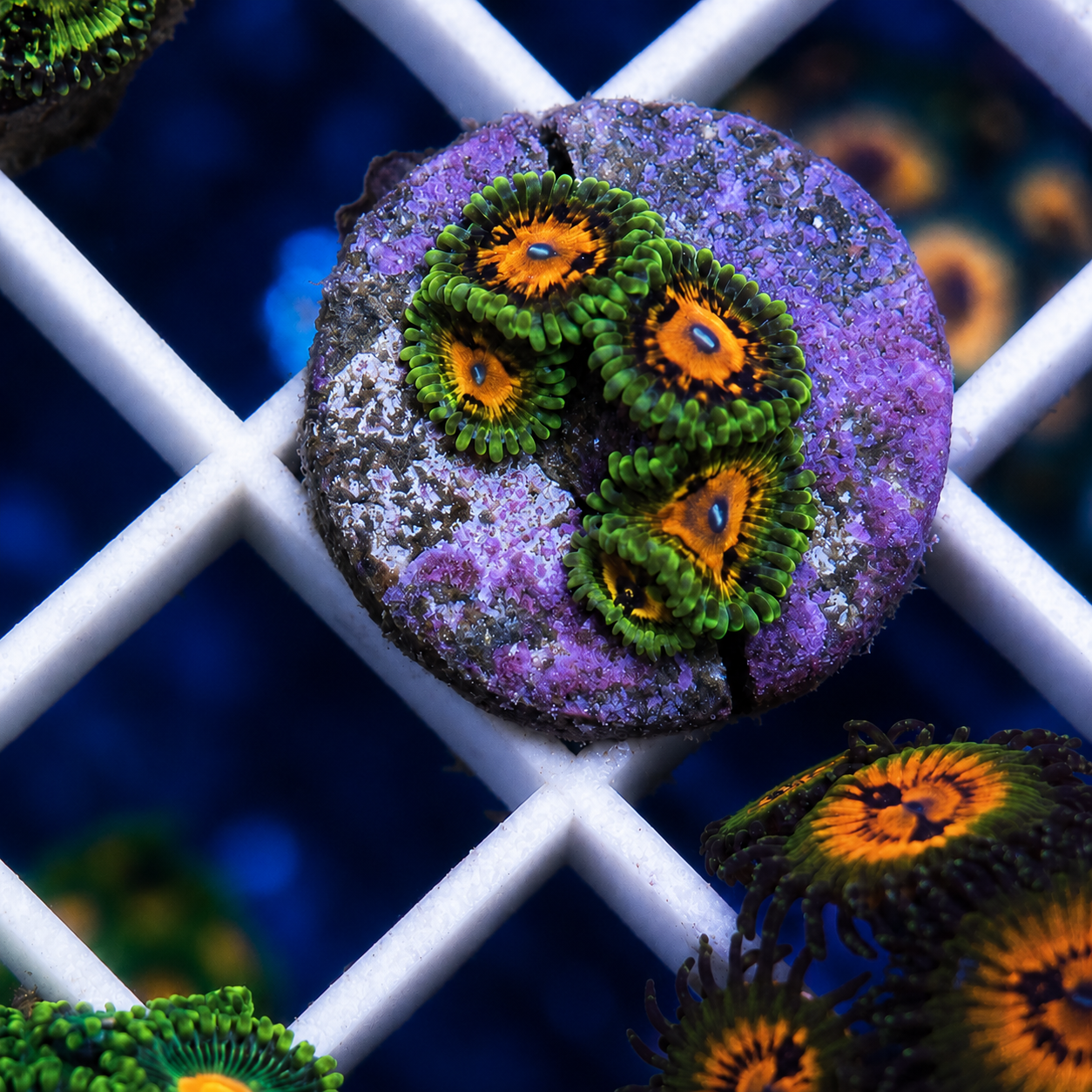SBB Marvin The Martian Zoas