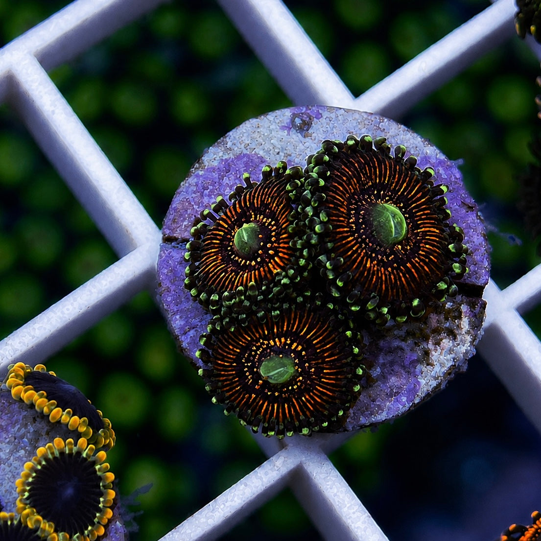 God of War Zoas