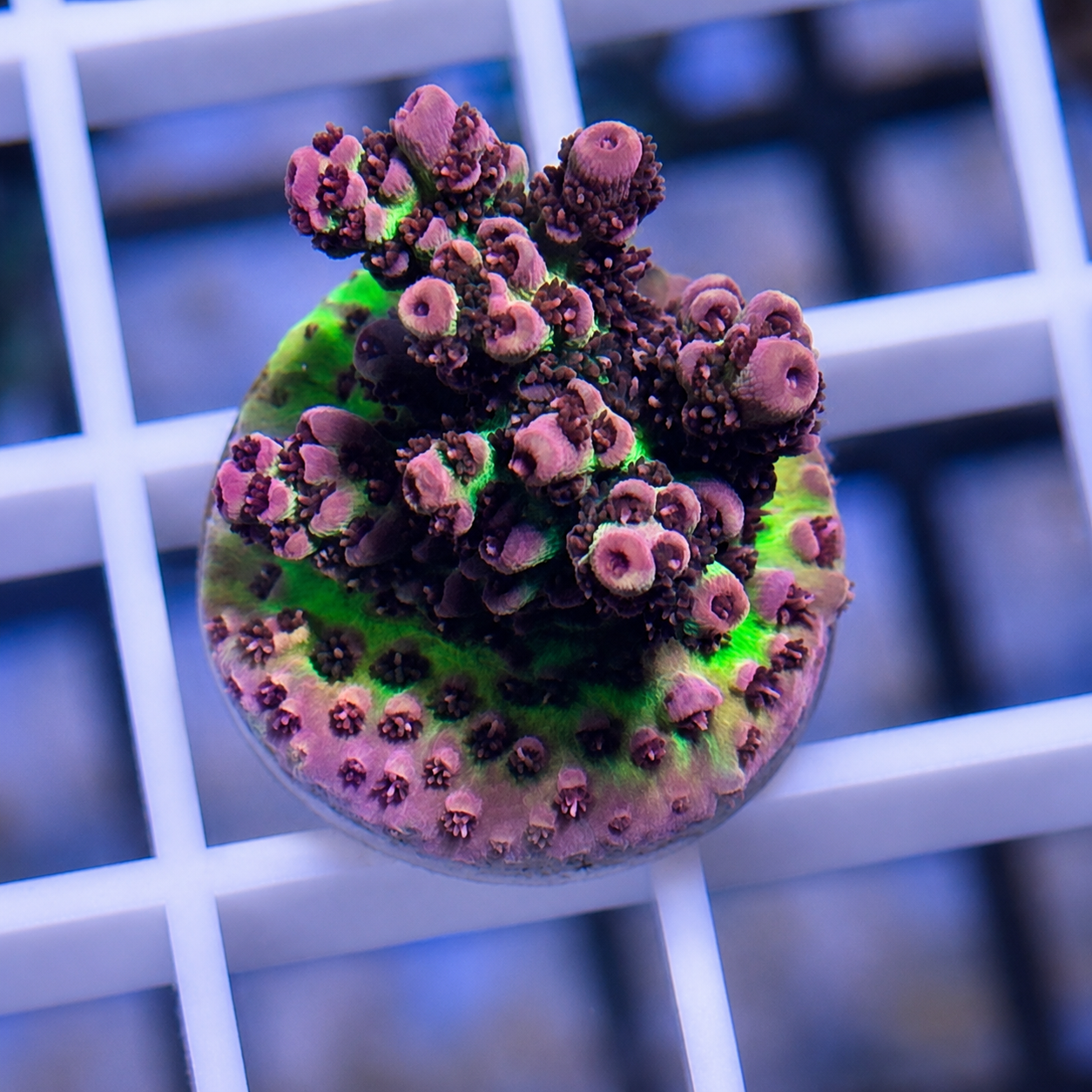 ORA Red Planet Acropora