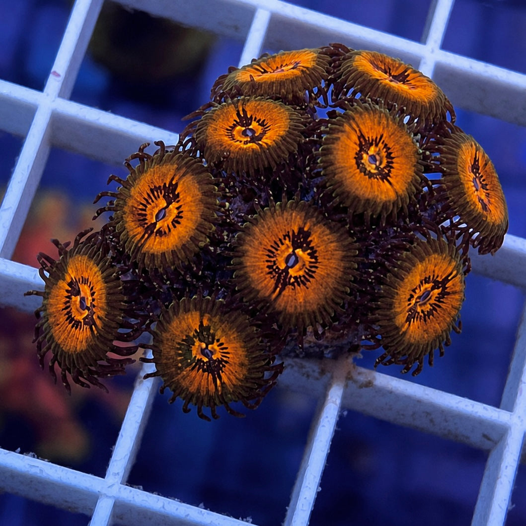 Bow Tie Blasters Zoas - WYSIWYG