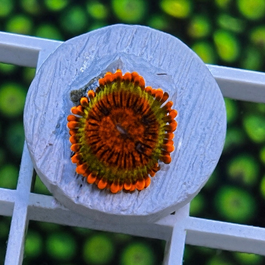 Speckled Krakatoa Zoas - WYSIWYG