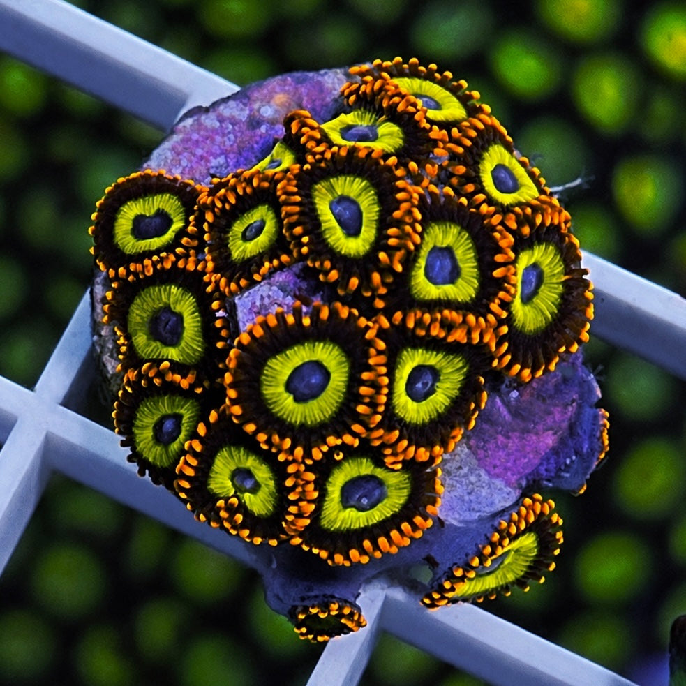 Fruit Loops Zoas - WYSIWYG