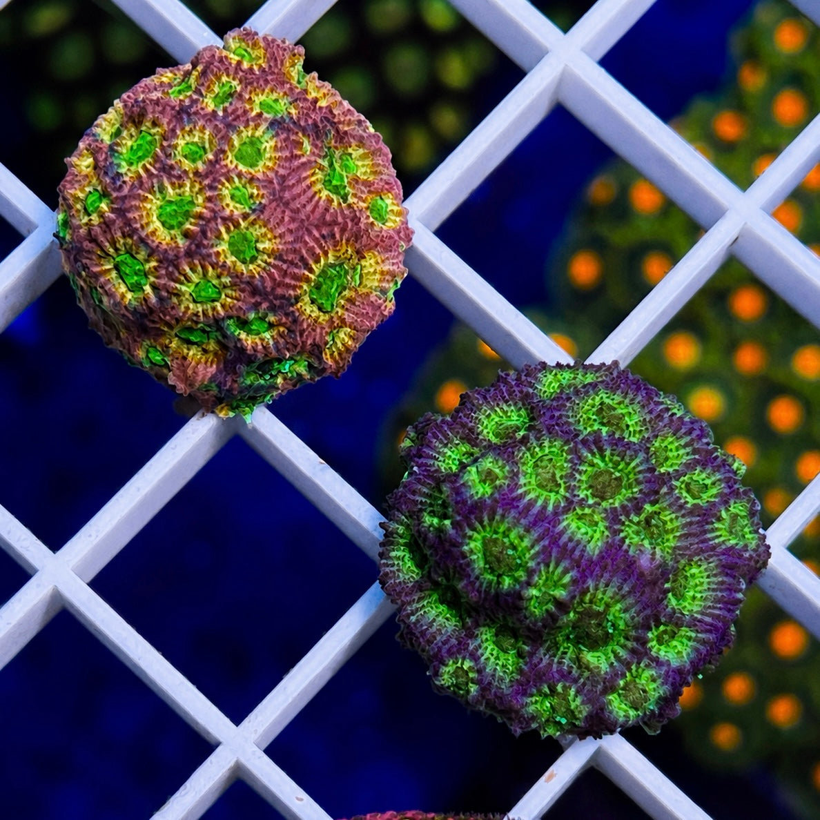 JF Dayglo Cyphastrea - WYSIWYG You get both of them!