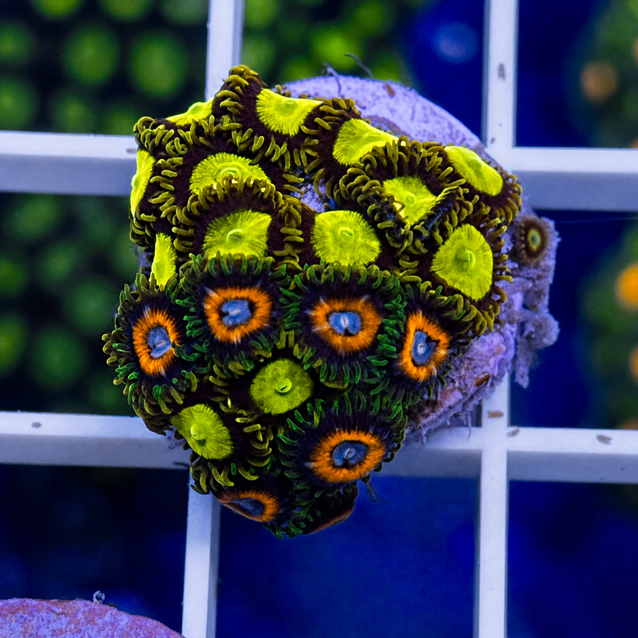 Zoa Mix - WYSIWYG