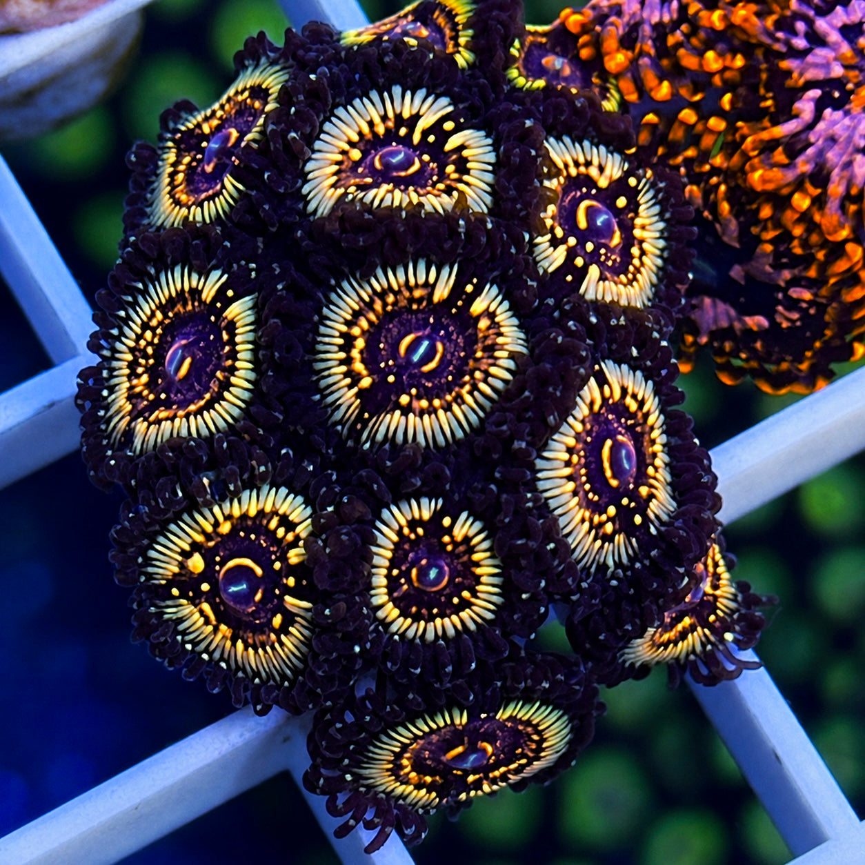 LCH Spectral Shockwaves Zoas - WYSIWYG (Incredible Zoas!)