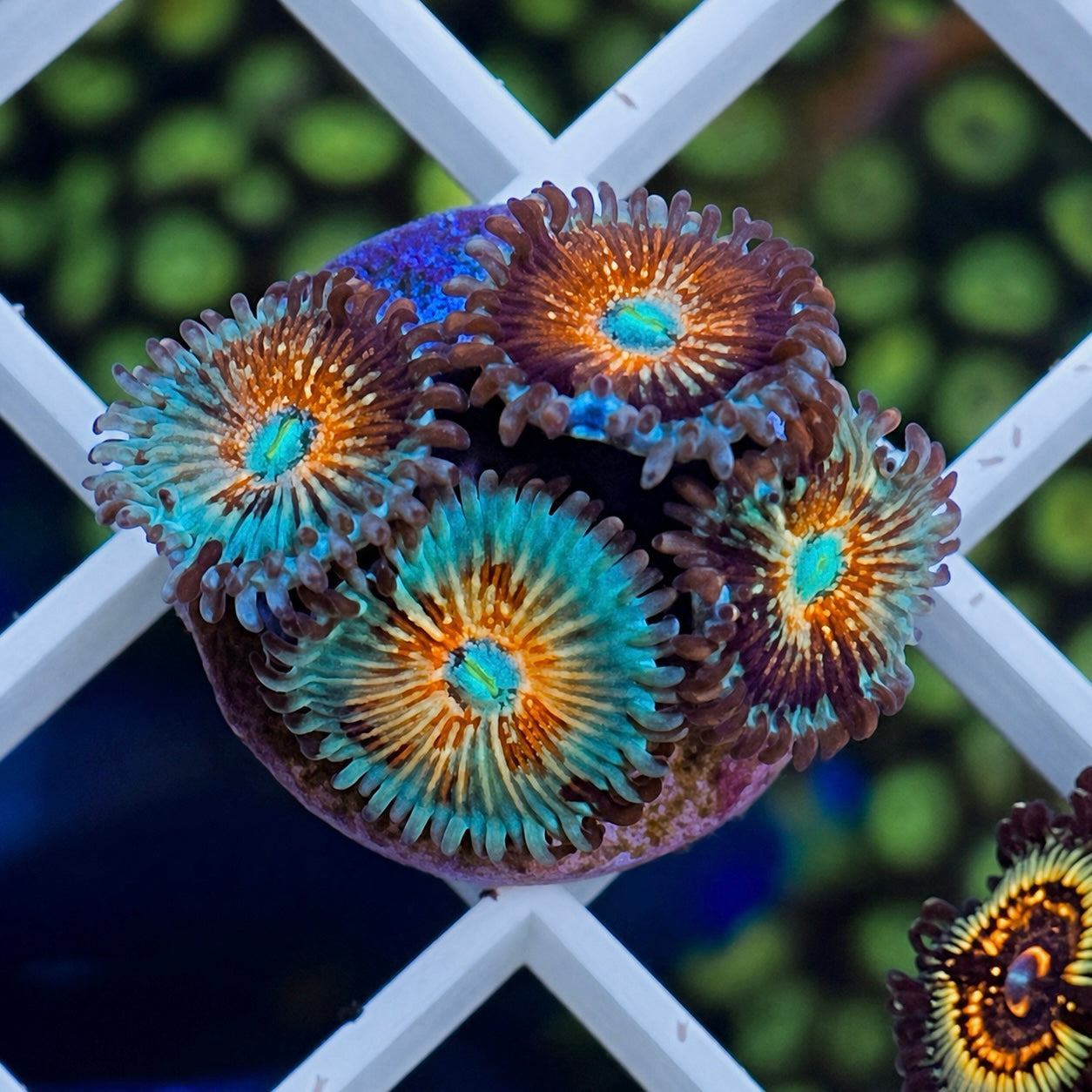 White Zombies Zoas - WYSIWYG