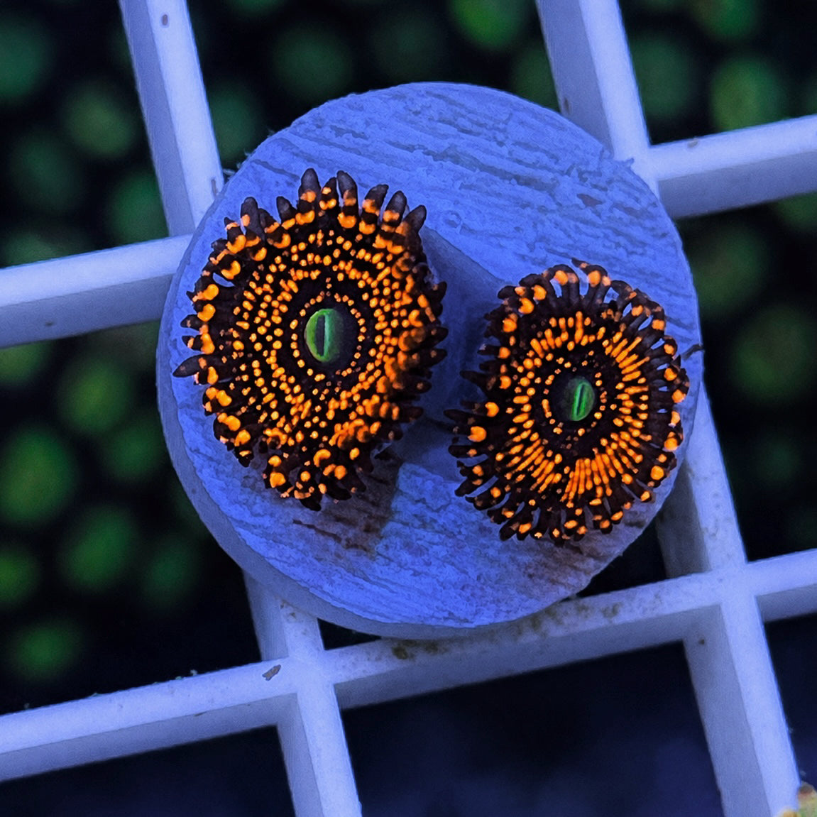 illuminati Zoas - WYSIWYG