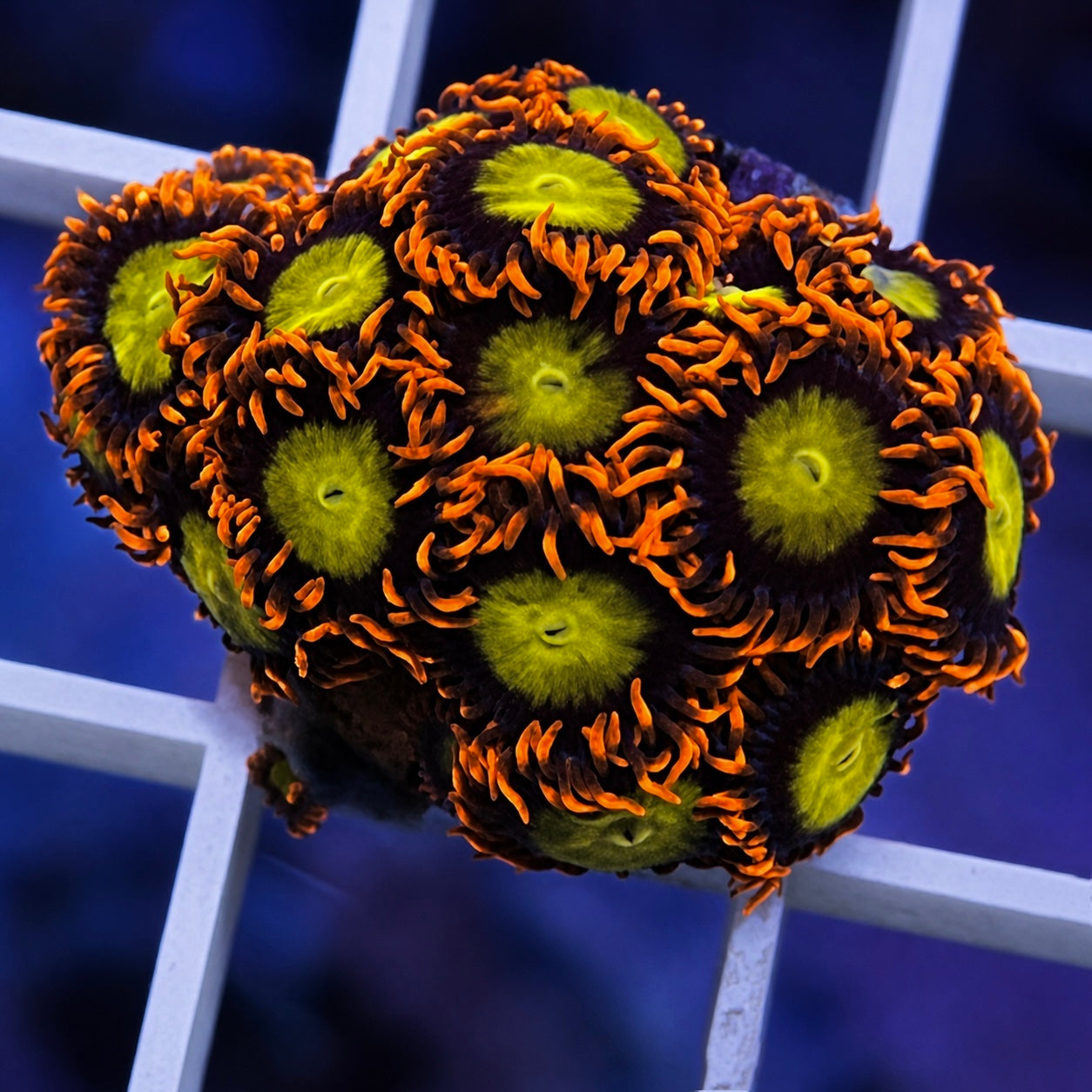 Mandarin Orange Zoas - WYSIWYG