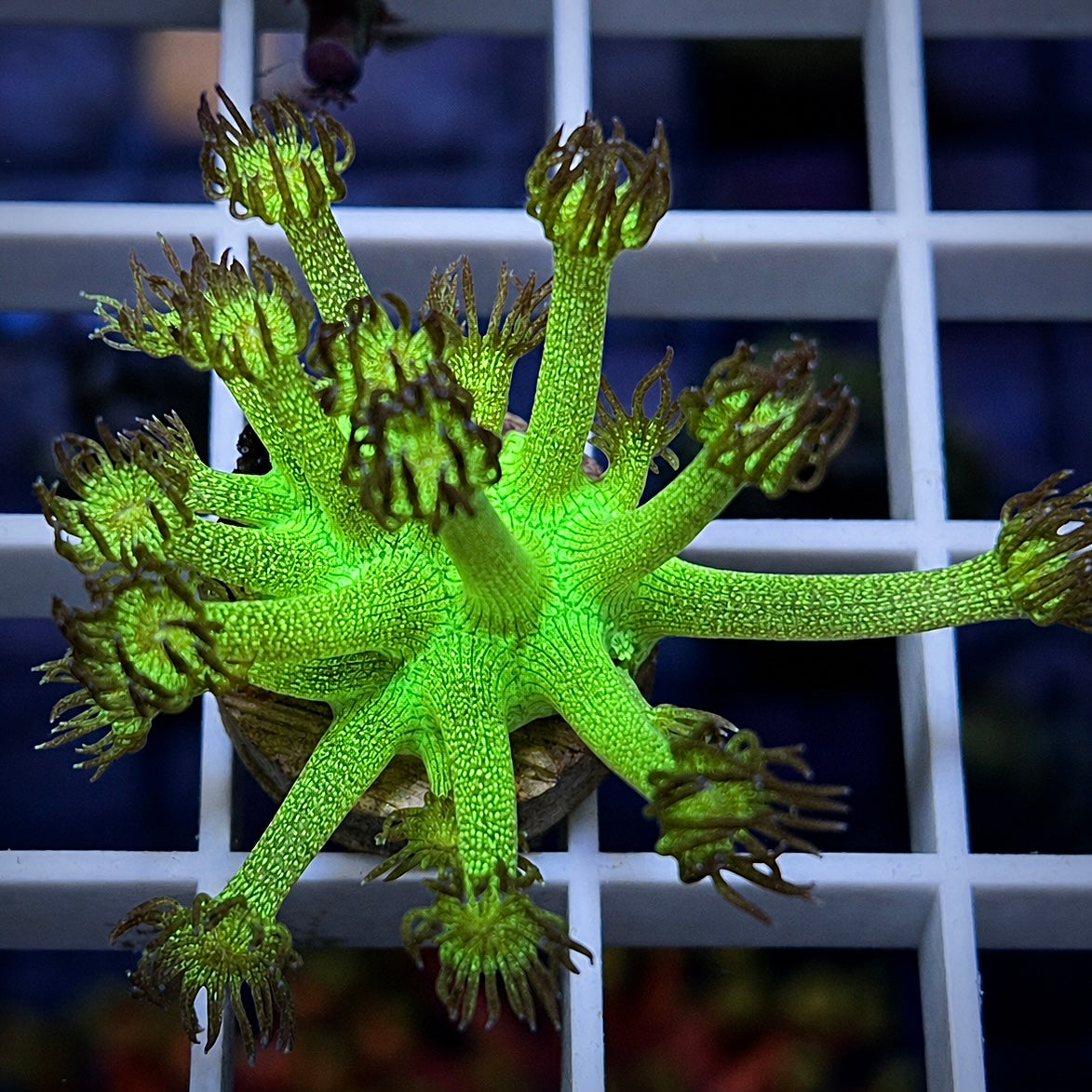 KP Green Glitter Bomb Goniopora - WYSIWYG