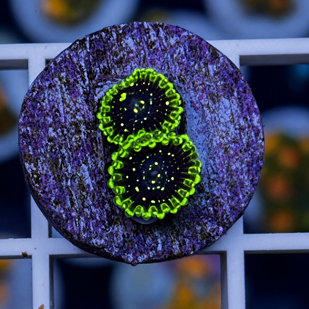 Exosphere Zoas - WYSIWYG
