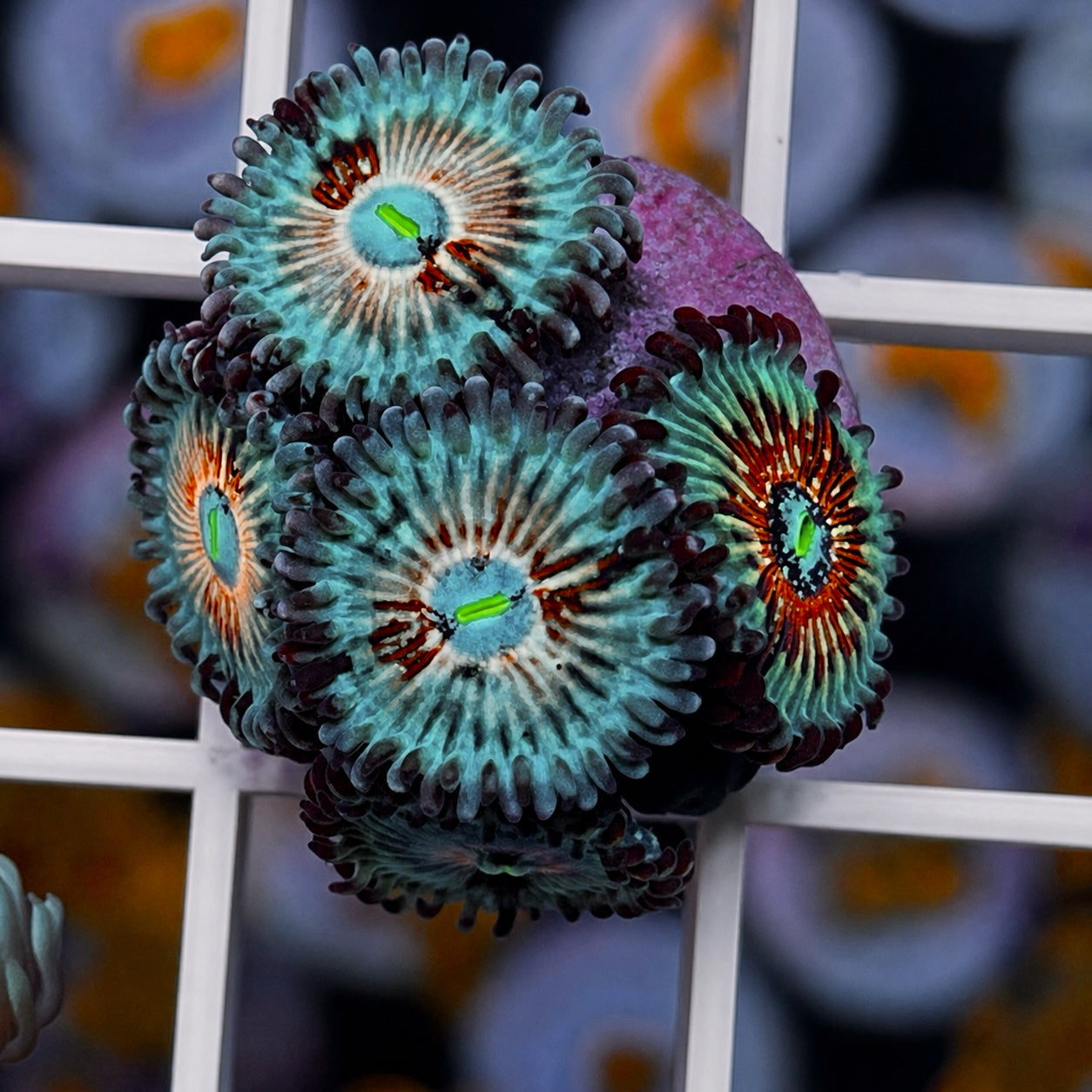 White Zombies Zoas - WYSIWYG