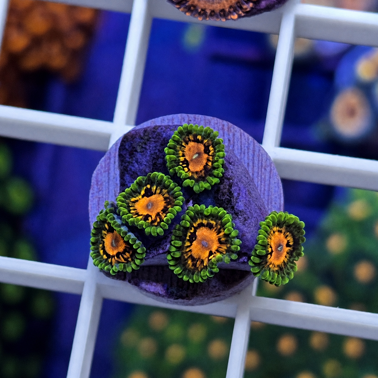 SBB Marvin The Martian Zoas - WYSIWYG