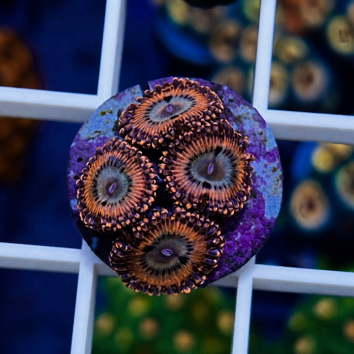 Utter Peace Zoas - WYSIWYG