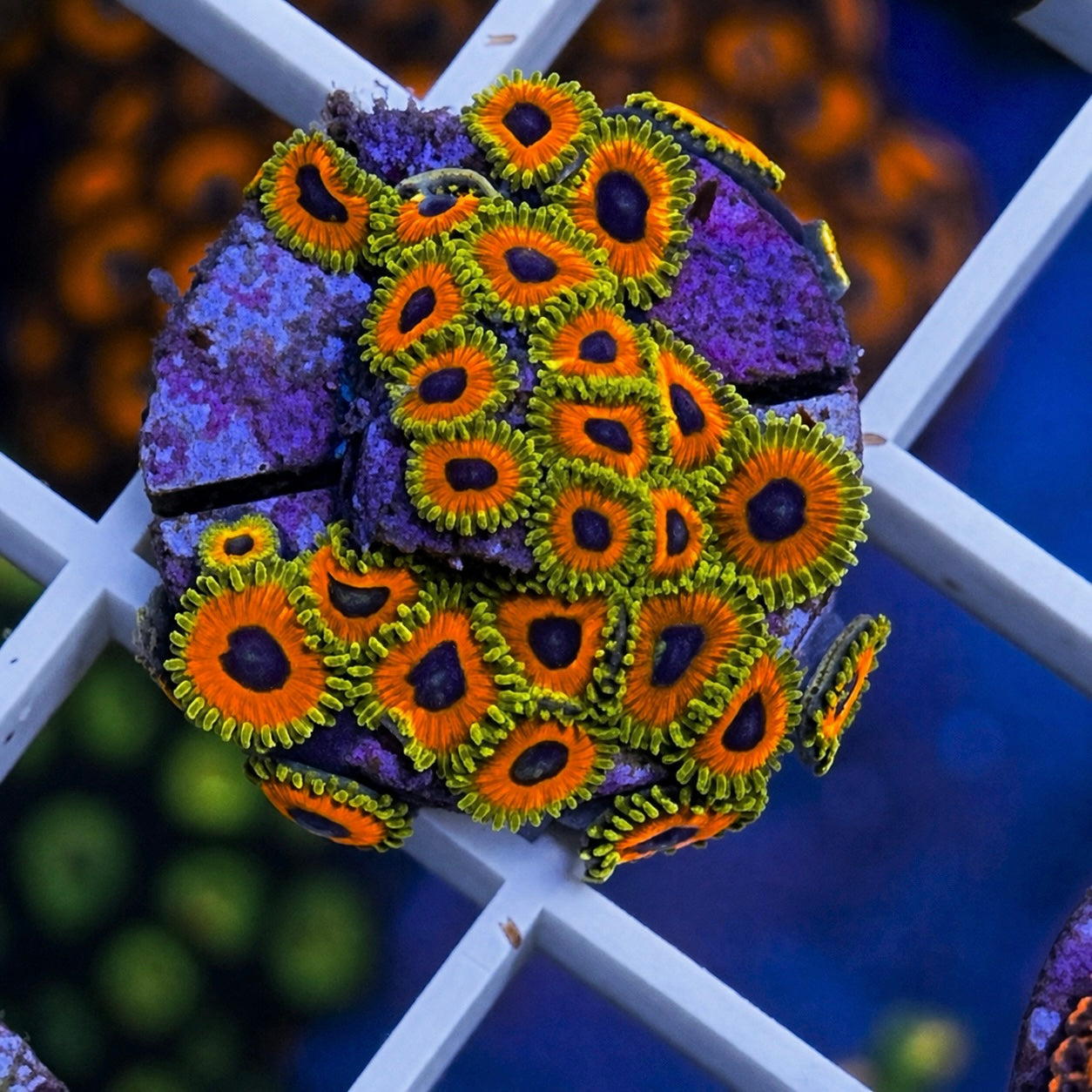 Great Owl Zoas - WYSIWYG - WOW!