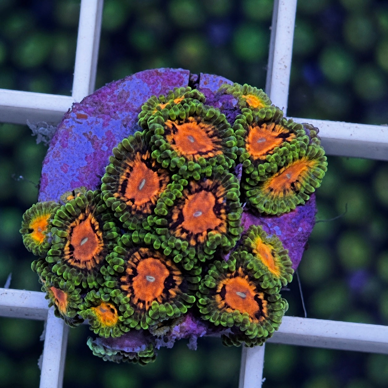SBB Marvin The Martian Zoas - WYSIWYG