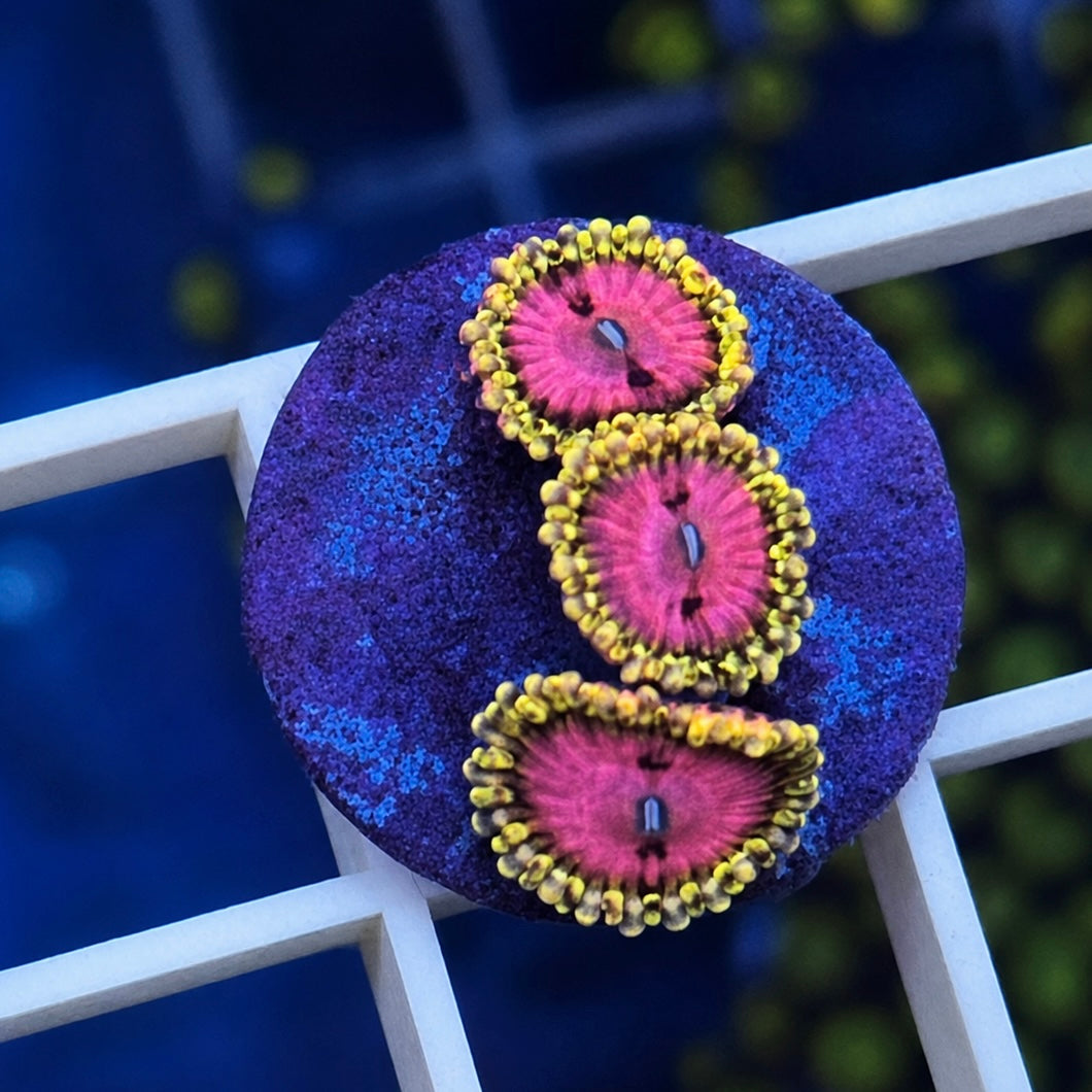 RR Pink Diamonds Zoas - WYSIWYG