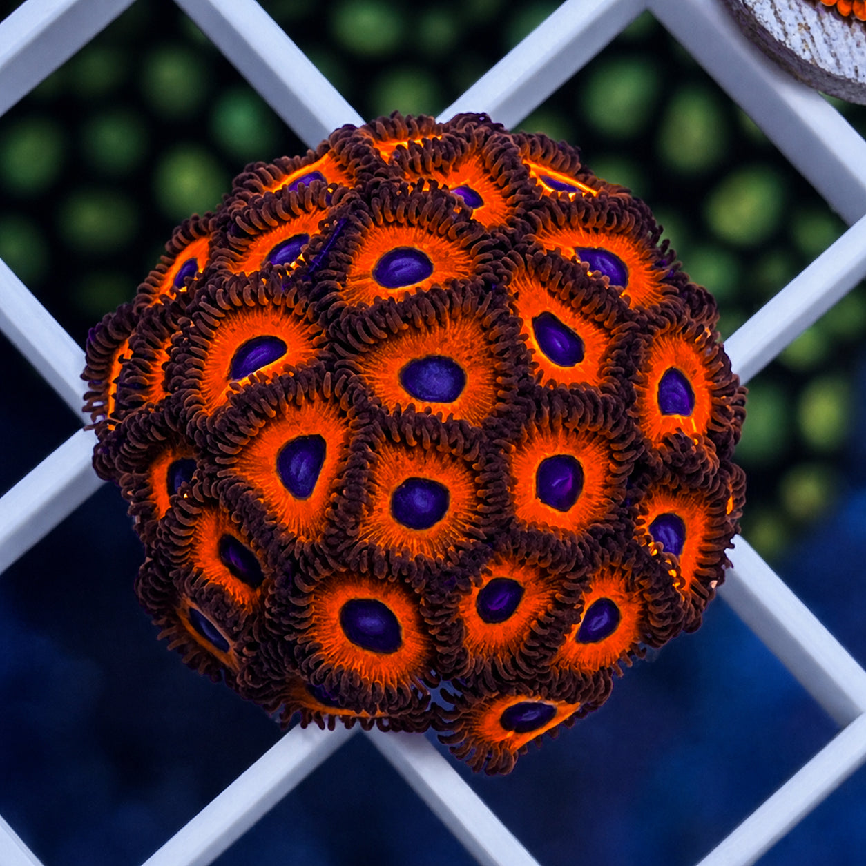 Kedds Reds Zoas - WYSIWYG