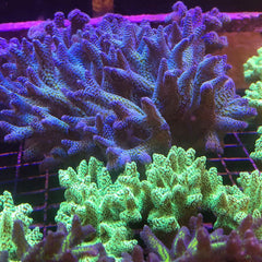 LaZys Hybrid Blue Zing (one of a kind)