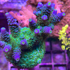 Mattv Peter Pan Acropora (see description)