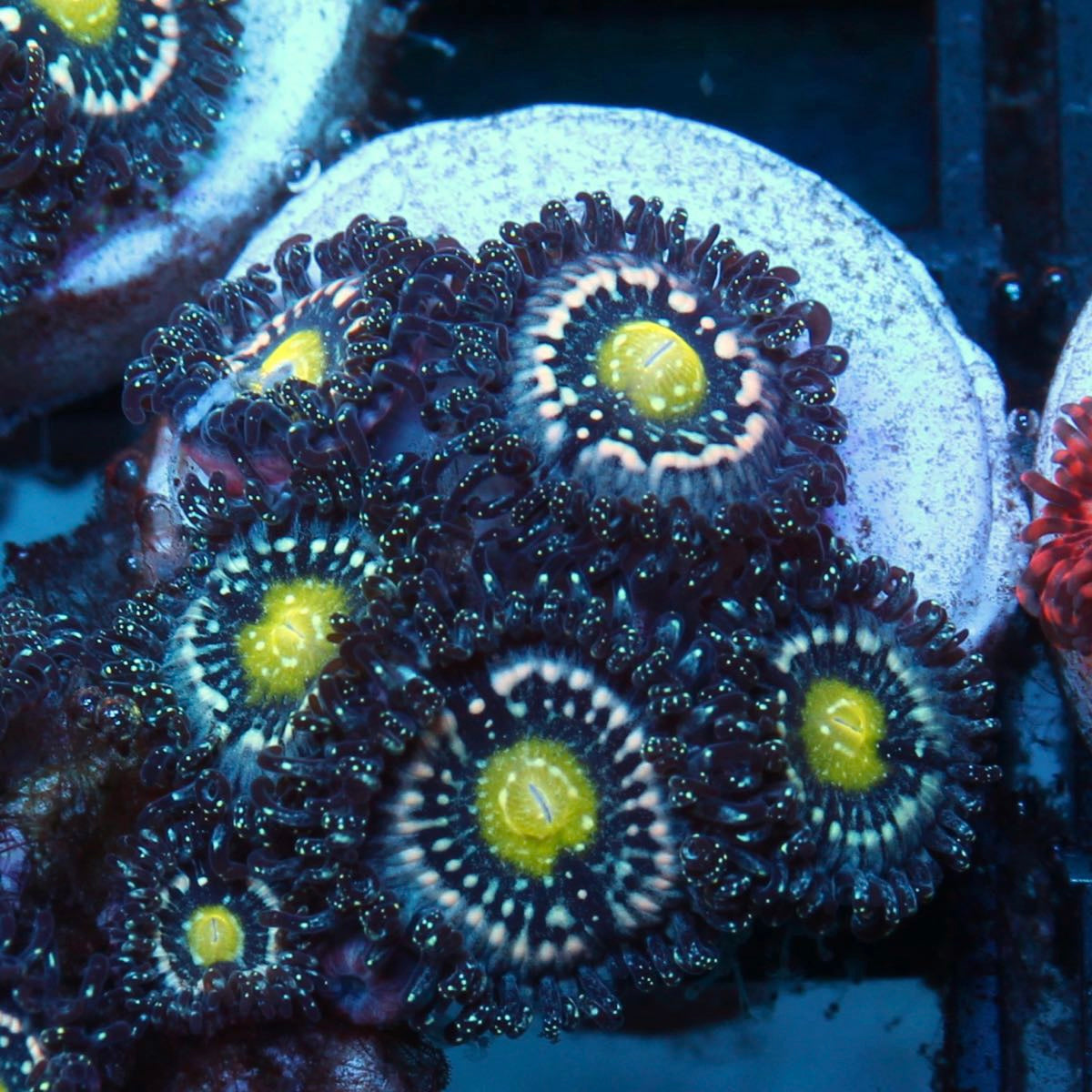 Blue Lagoons (5 polyps)