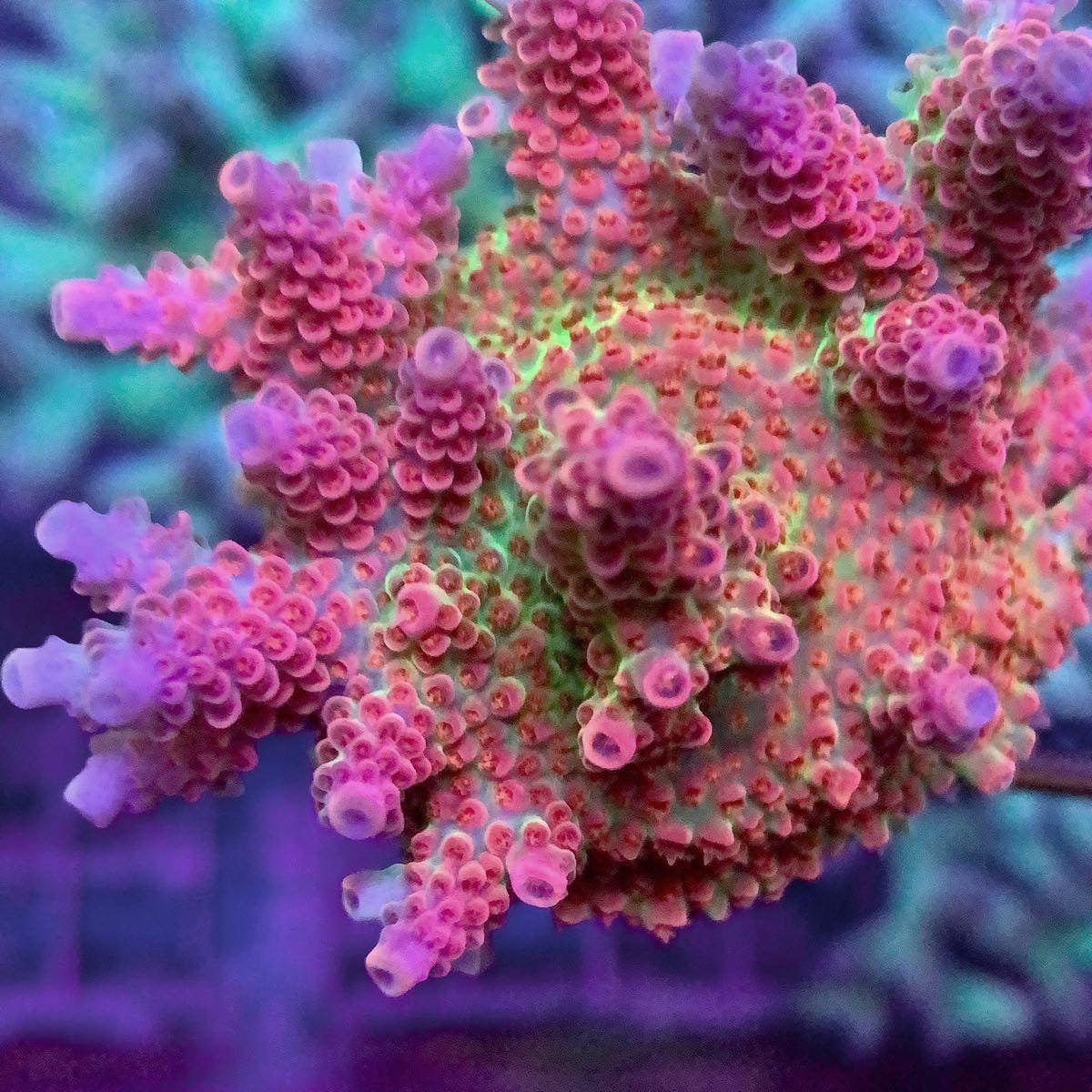 Princess Peach Acropora (see description)