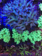 LaZys Hybrid Blue Zing (one of a kind)