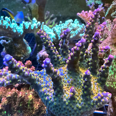 Tyree Merlin Staff (see description)