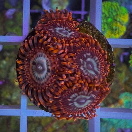 Utter Peace (4 polyp)
