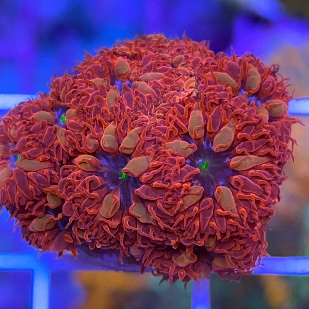 Blue Ravens Blasto (Full Plug!)