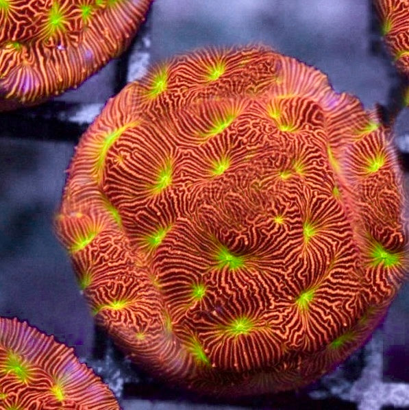 JF Jack-O-Lantern Leptoseris