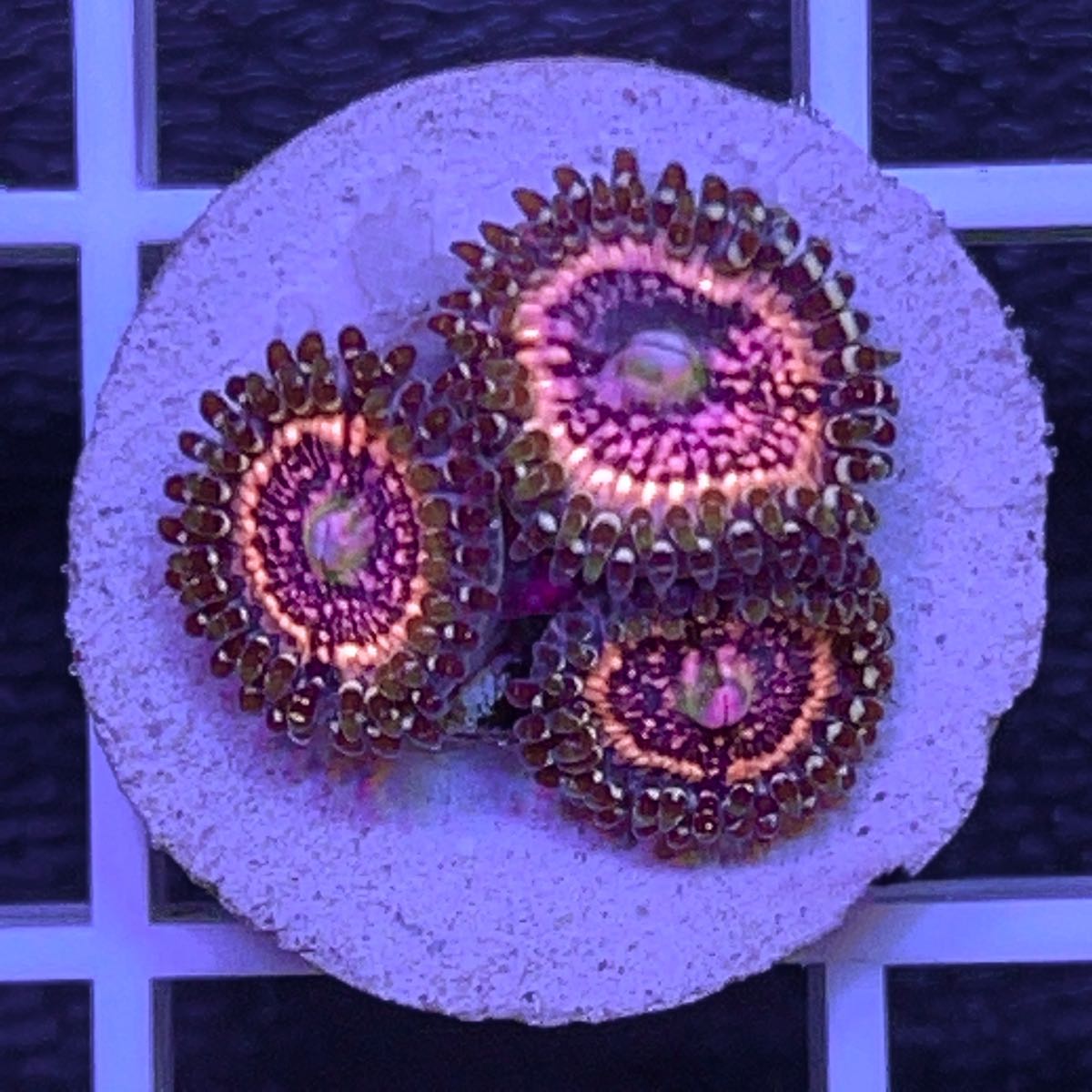 Pink Zippers (3 polyps)