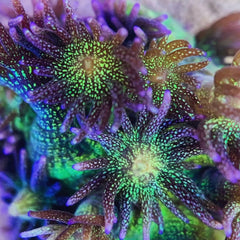 KP Glitterbomb Goni 💣