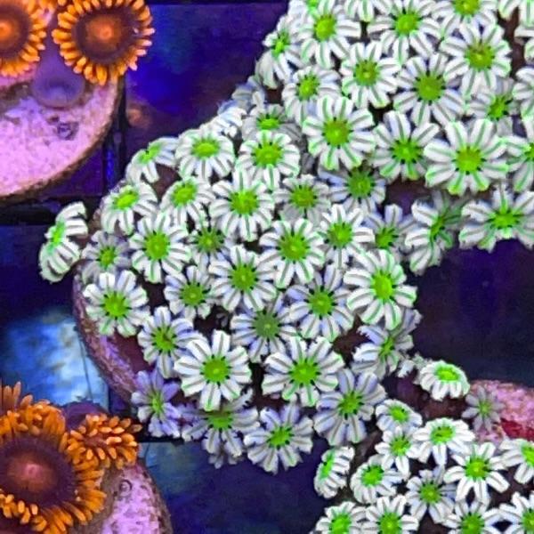 Lazy Daisies (LCH Favorite!)