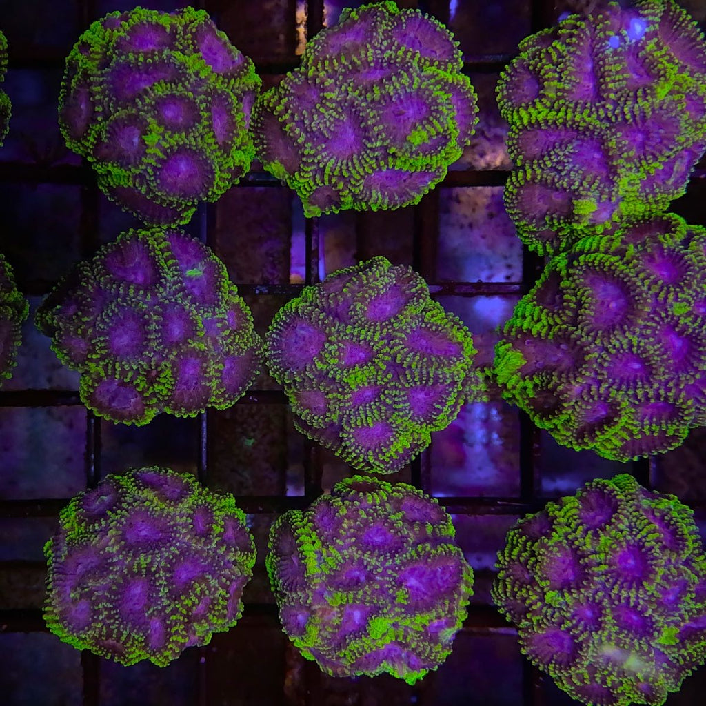 WWC Raptor Peace Favia