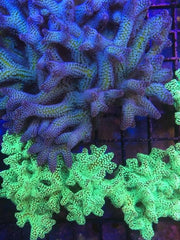 LaZys Hybrid Blue Zing (one of a kind)