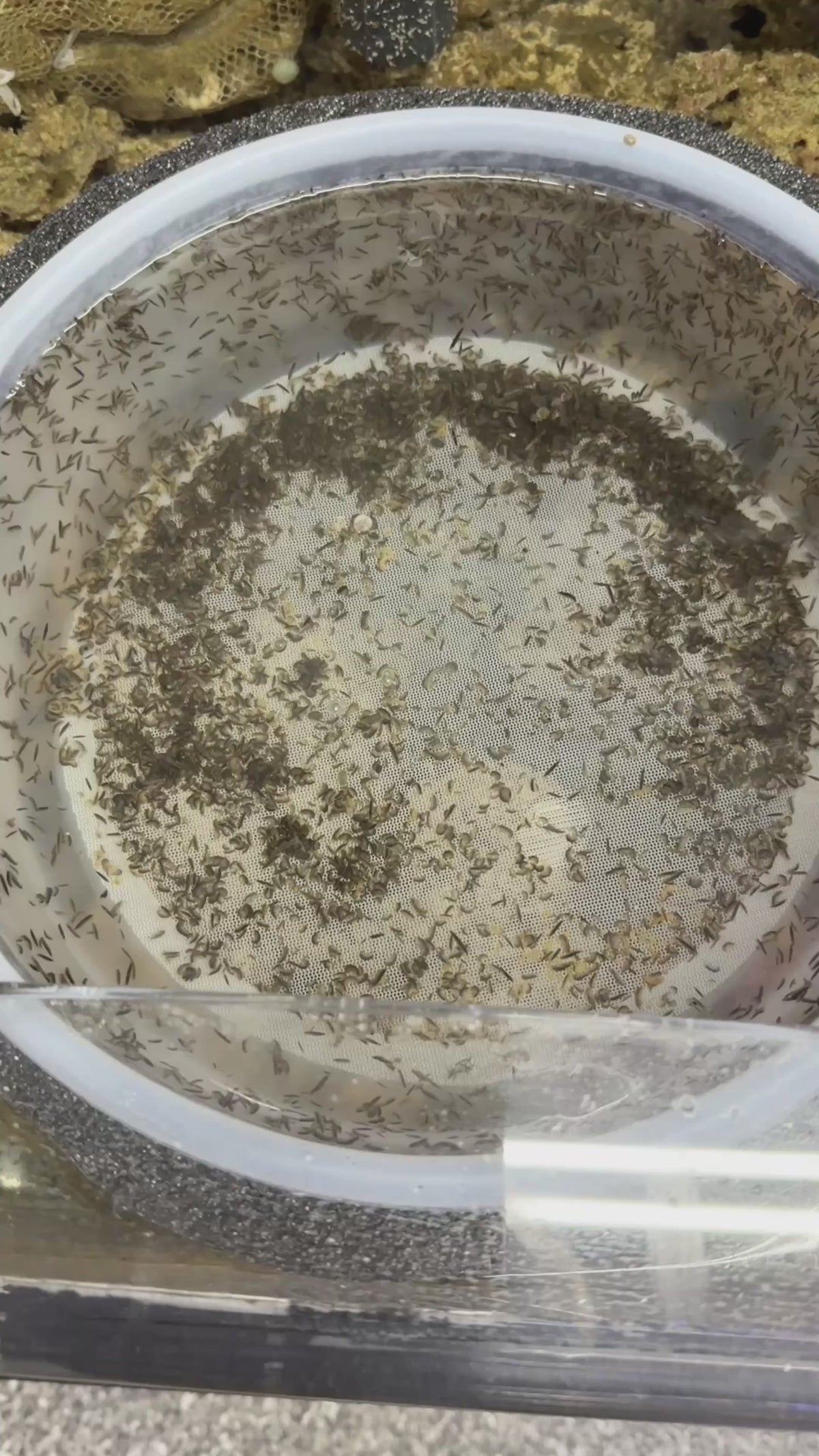 Amphipods