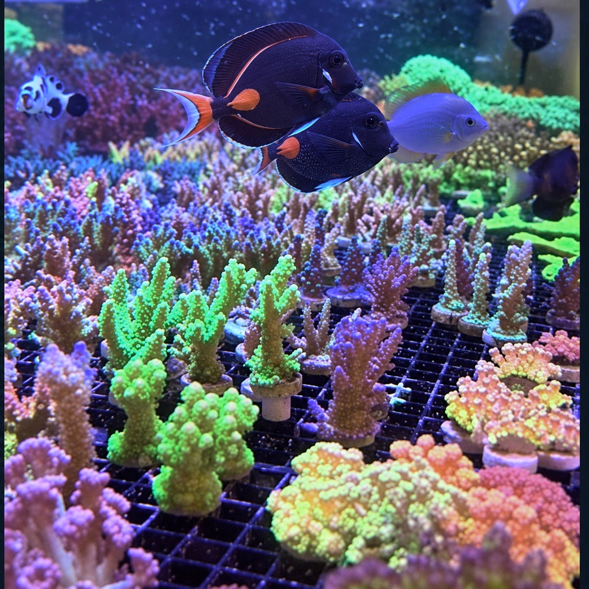 Feeding Time at Lazy’s Coral House