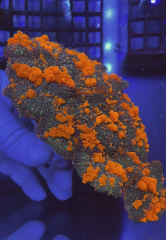 Sunkist Bounce Mushrooms