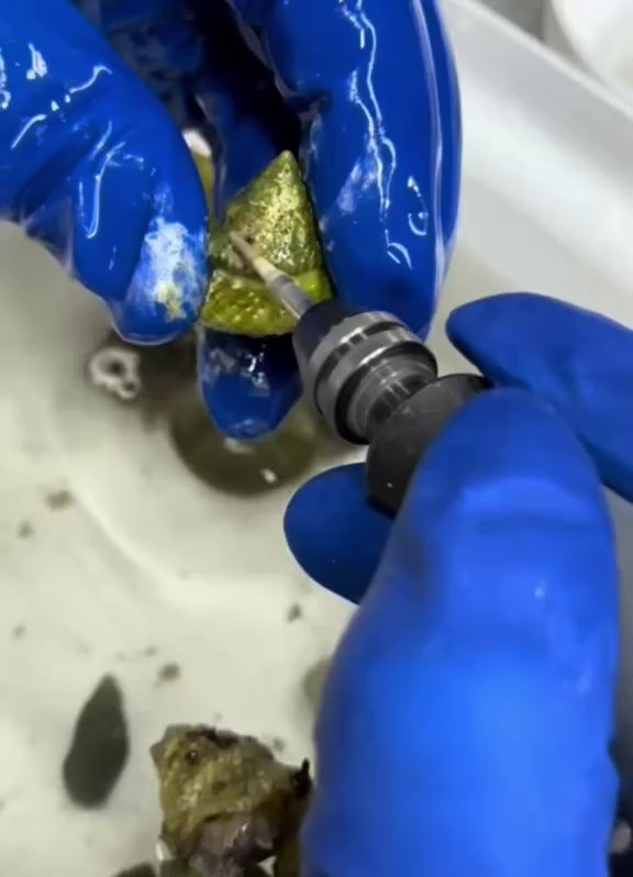 Removing vermetid snails
