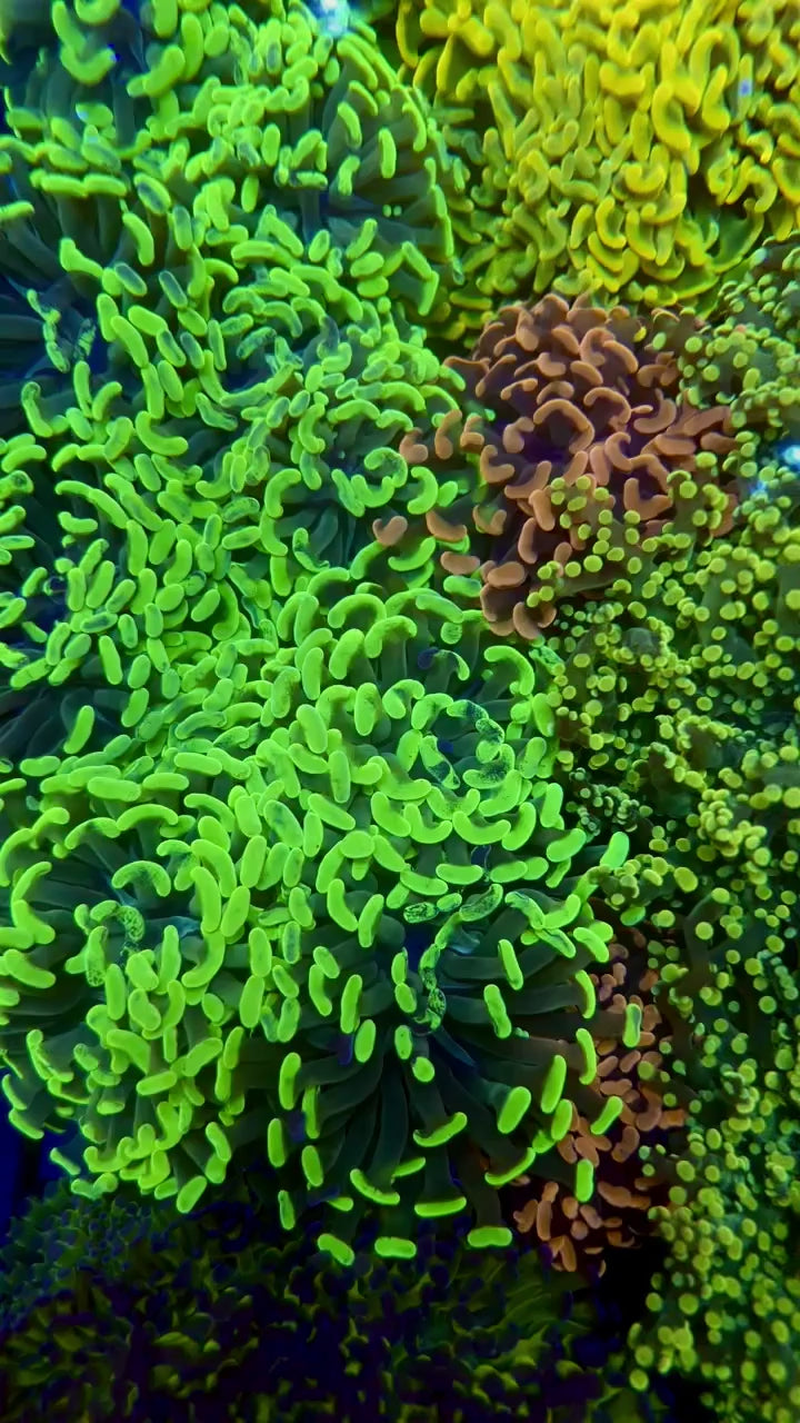 Eyphyllia Corals
