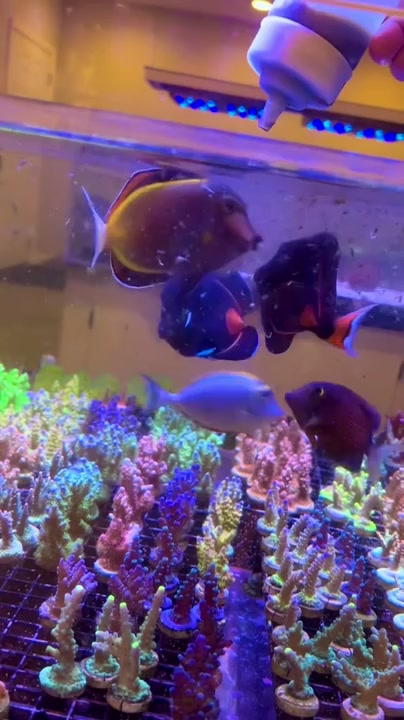 Feeding Time at Lazy’s Coral House