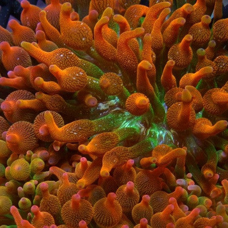 Anemones
