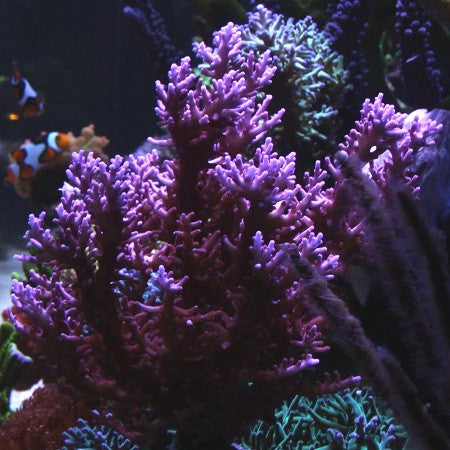 SPS