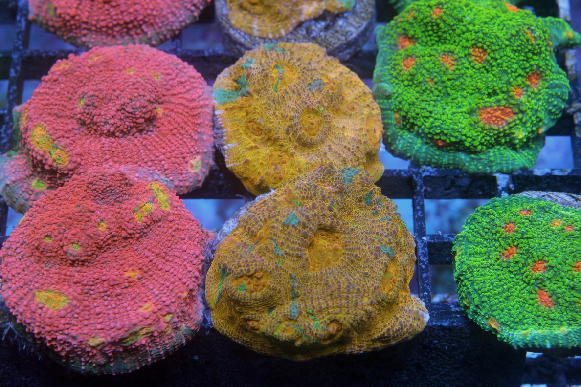 Chalice/Cyphastrea & Monti