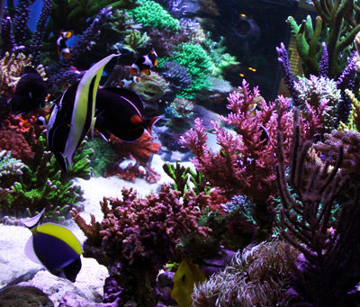 All Coral