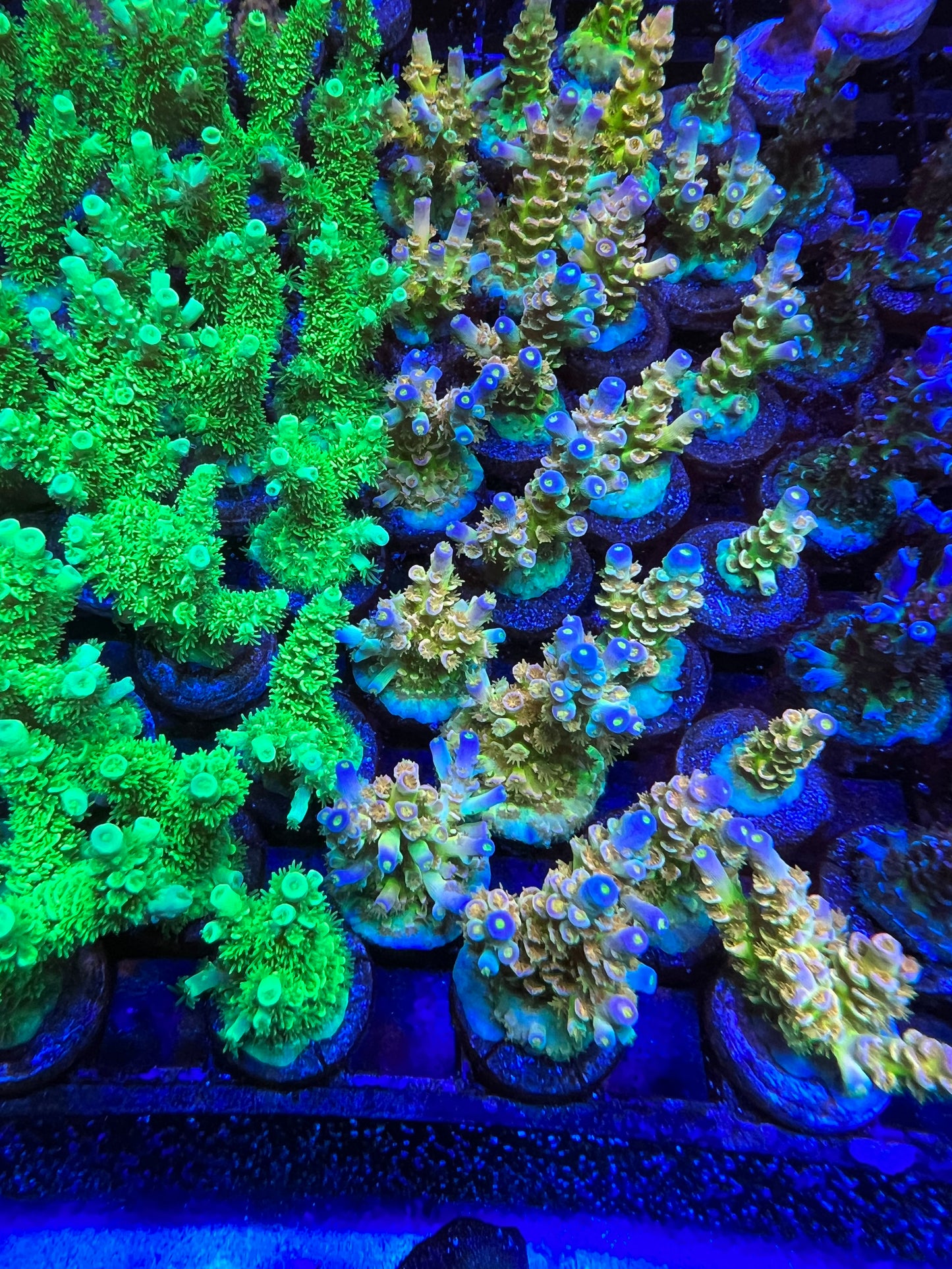 LCH Radioactive Tenuis (see description)