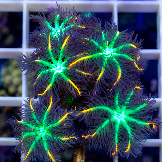 Firework Clove Polyps